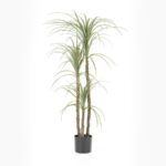 Yucca stem - 3