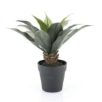 Agave - medium