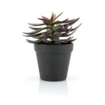 Succulent - 2
