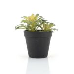 Succulent - 1
